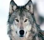 lobo22
