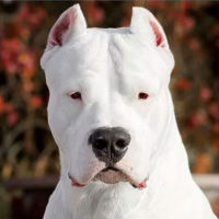 Dogo Carioca